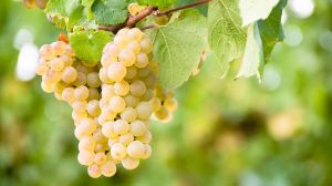 Sauvignon Blanc viinamarjad