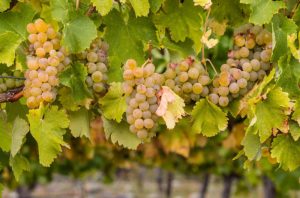 chardonnay viinamarjad